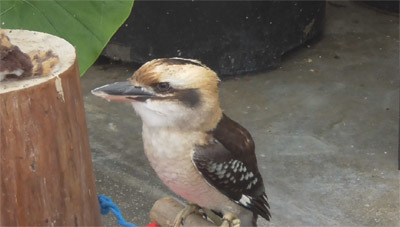 動物園 掛川花鳥園で ハシビロコウ に合う こむにっき